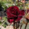 Rose 'Coluche'