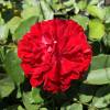 Rose 'Coluche'