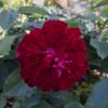 Rose 'Coluche'