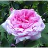 Rose 'Comte de Chambord'