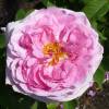 Rose 'Comte de Chambord'