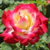 Rose 'Double Delight'