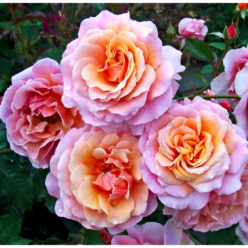 Rose 'Francis Jammes' : buy Rose 'Francis Jammes' / Rosa Francis Jammes