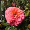 Rose 'Franois Mauriac'