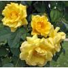 Rose 'Golden Gate'