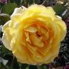 Rose 'Golden Gate'