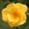 Rose 'Golden Nugget'