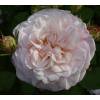 Rose 'Gruss an Aachen'