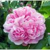 Rose 'Jacques Cartier'