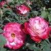 Rose 'Jubil du Prince de Monaco'