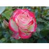 Rose 'Jubil du Prince de Monaco'