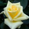 Rose 'Lemon Beauty'