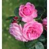 Rose 'Lonard de Vinci'