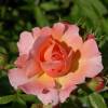 Rose 'Marie Curie'