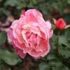 Rose 'Marie Curie'