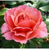 Rose 'Marie Curie'