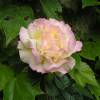 Rose 'Mme A. Meilland', Rose 'Peace'