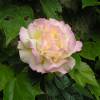 Rose 'Mme A. Meilland', Rose 'Peace'