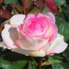 Rose 'Moonstone'