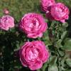 Rose 'Paul Neyron'