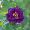 Rose 'Rhapsody in Blue'