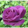 Rose 'Rhapsody in Blue'