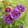 Rose 'Rhapsody in Blue'