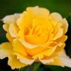 Rose 'Rimosa'