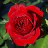 Rose 'Ruby Ruby'