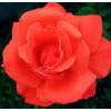 Rose 'Super Star'