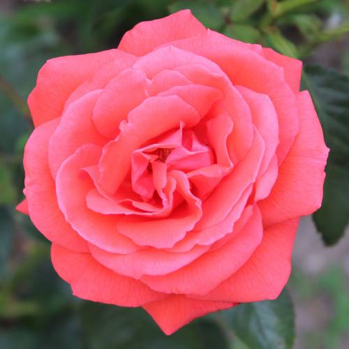 Rose 'Super Star' : buy Rose 'Super 