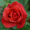 Rose 'Terracotta'