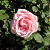 Rose 'Tiffany'