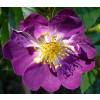 Rose 'Veilchenblau'