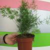 Asparagus Fern Sprengeri