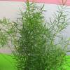 Asparagus Fern Sprengeri