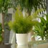 Asparagus Fern Sprengeri