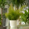 Asparagus Fern Sprengeri