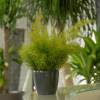 Asparagus Fern Sprengeri