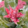 Bromeliad 'Primera', Silver Urn