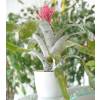 Bromeliad 'Primera', Silver Urn