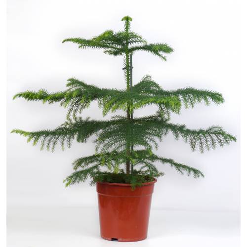 Latest Norfolk Island Pine Bonsai Tree Pink Wool