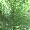 Norfolk Island Pine, Araucaria heterophylla