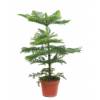 Norfolk Island Pine Araucaria Heterophylla Buy Norfolk Island Pine Araucaria Heterophylla Araucaria Heterophylla Norfolk Island Pine Araucaria Heterophylla Buy Norfolk Island Pine Araucaria Heterophylla Araucaria Heterophylla