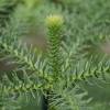 Norfolk Island Pine, Araucaria heterophylla