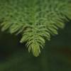 Norfolk Island Pine, Araucaria heterophylla