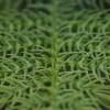 Norfolk Island Pine, Araucaria heterophylla