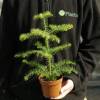 Norfolk Island Pine, Araucaria heterophylla