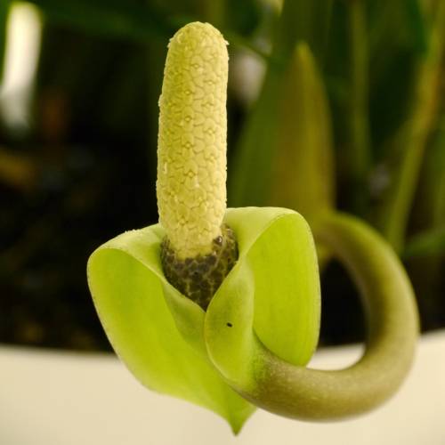 ZZ Plant : buy ZZ Plant / Zamioculcas zamiifolia