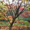 Maple, Japanese 'Osakazuki'